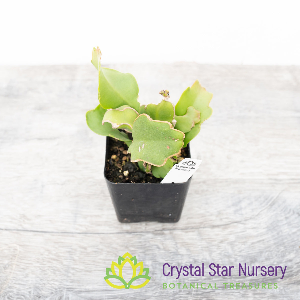 Epiphyllum Guatemalense