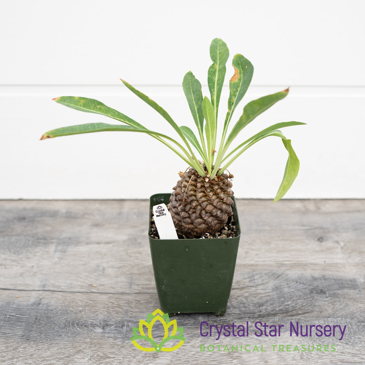 Euphorbia Bupleurifolia