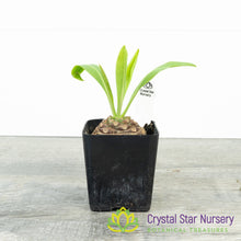 Euphorbia Bupleurifolia