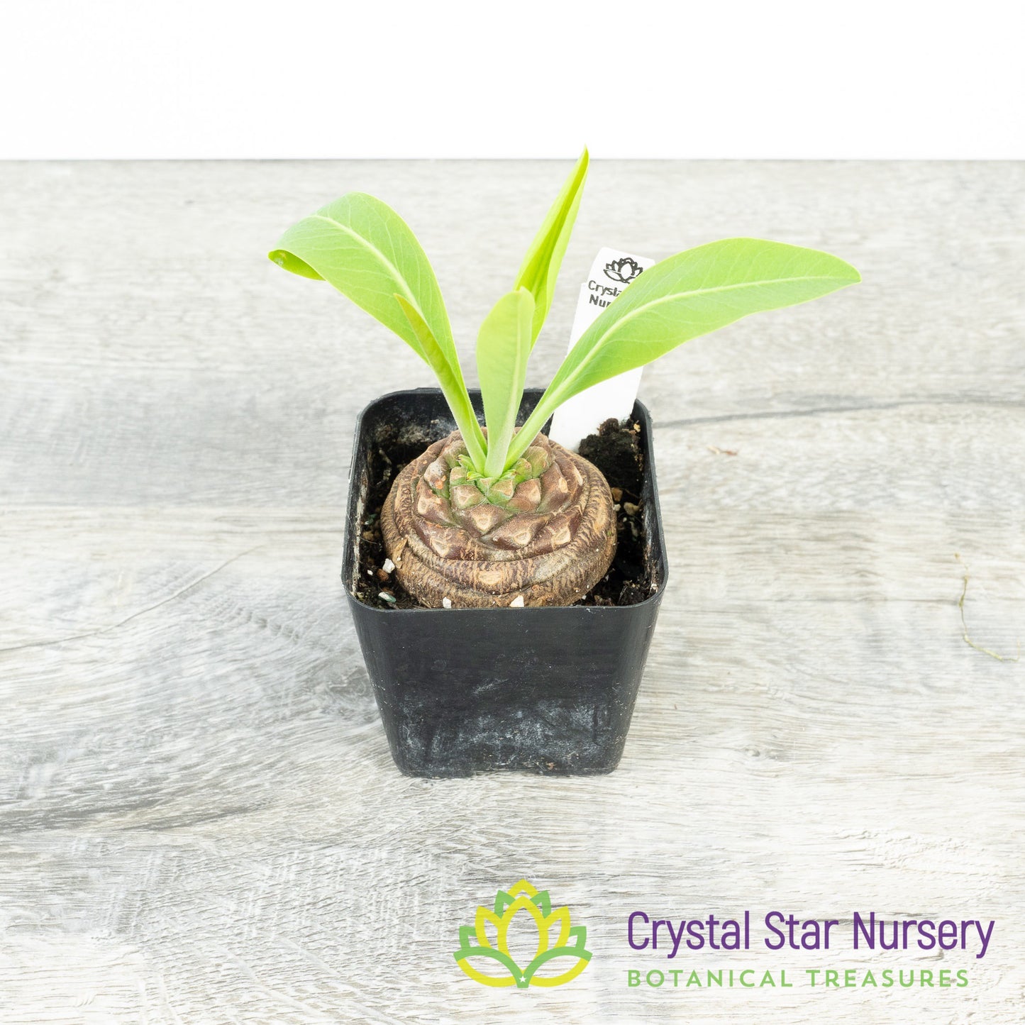 Euphorbia Bupleurifolia