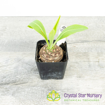 Euphorbia Bupleurifolia
