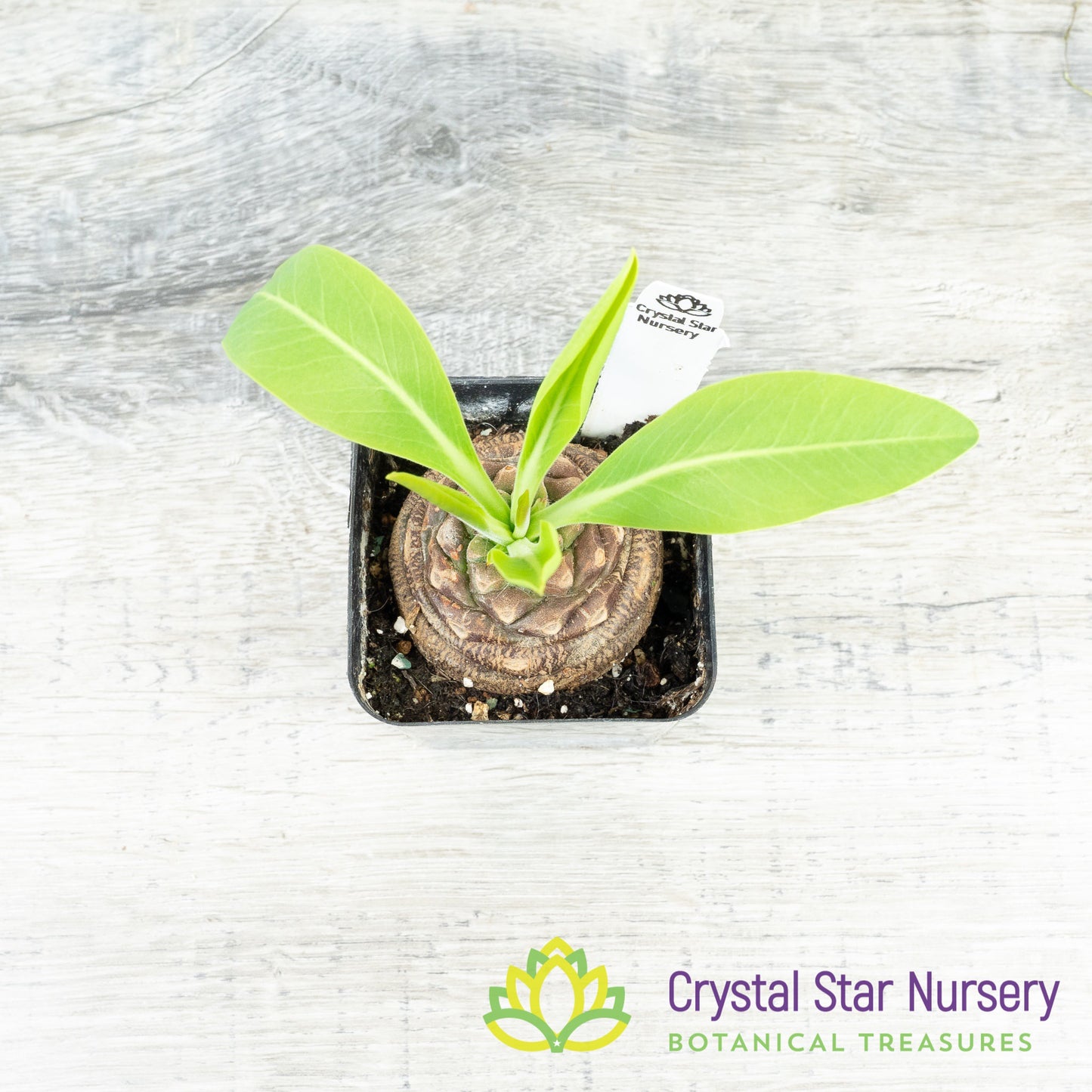 Euphorbia Bupleurifolia