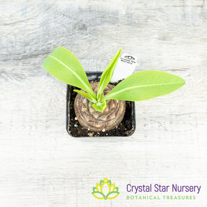 Euphorbia Bupleurifolia