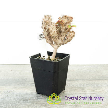Euphorbia capmanambatoensis