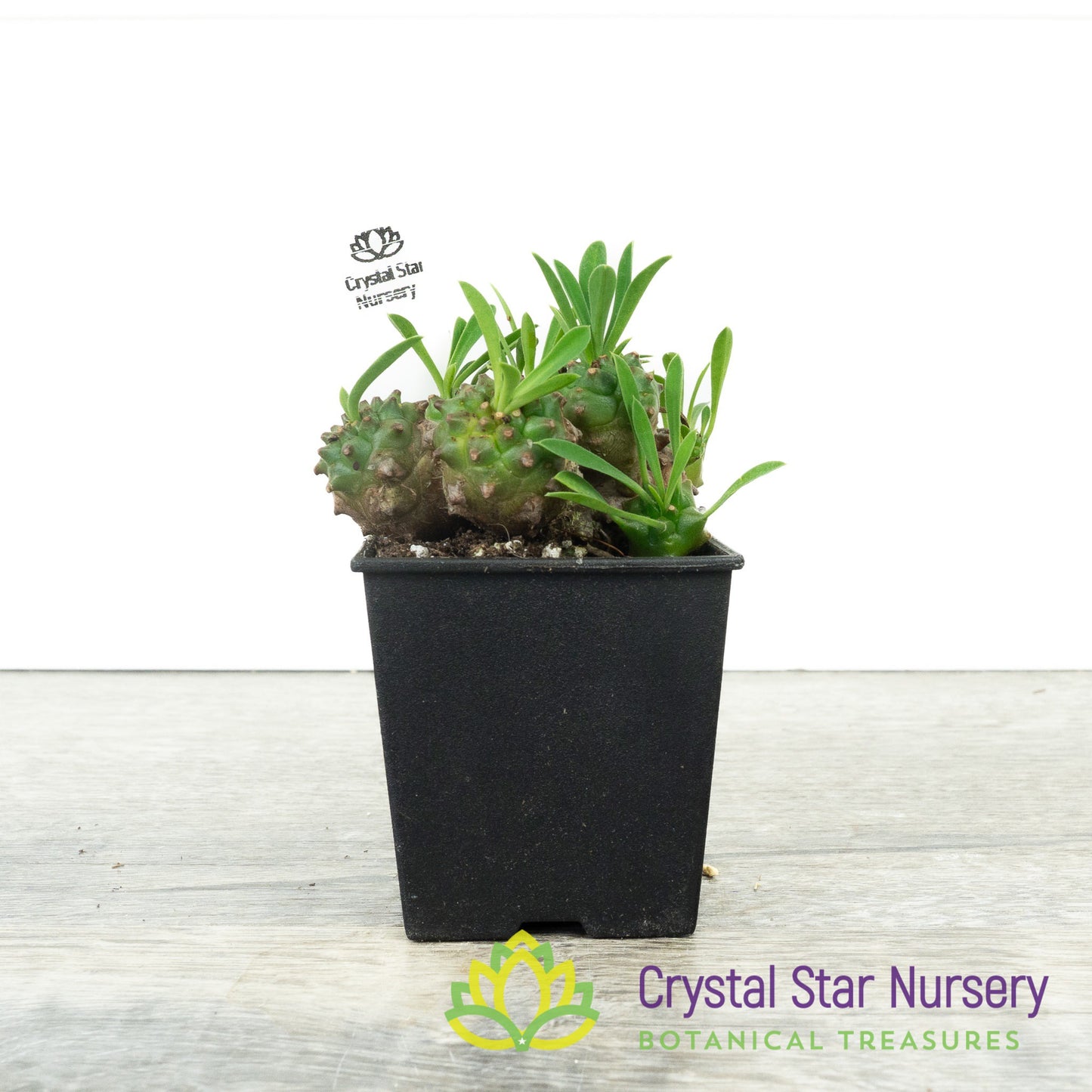 Euphorbia Gabizan