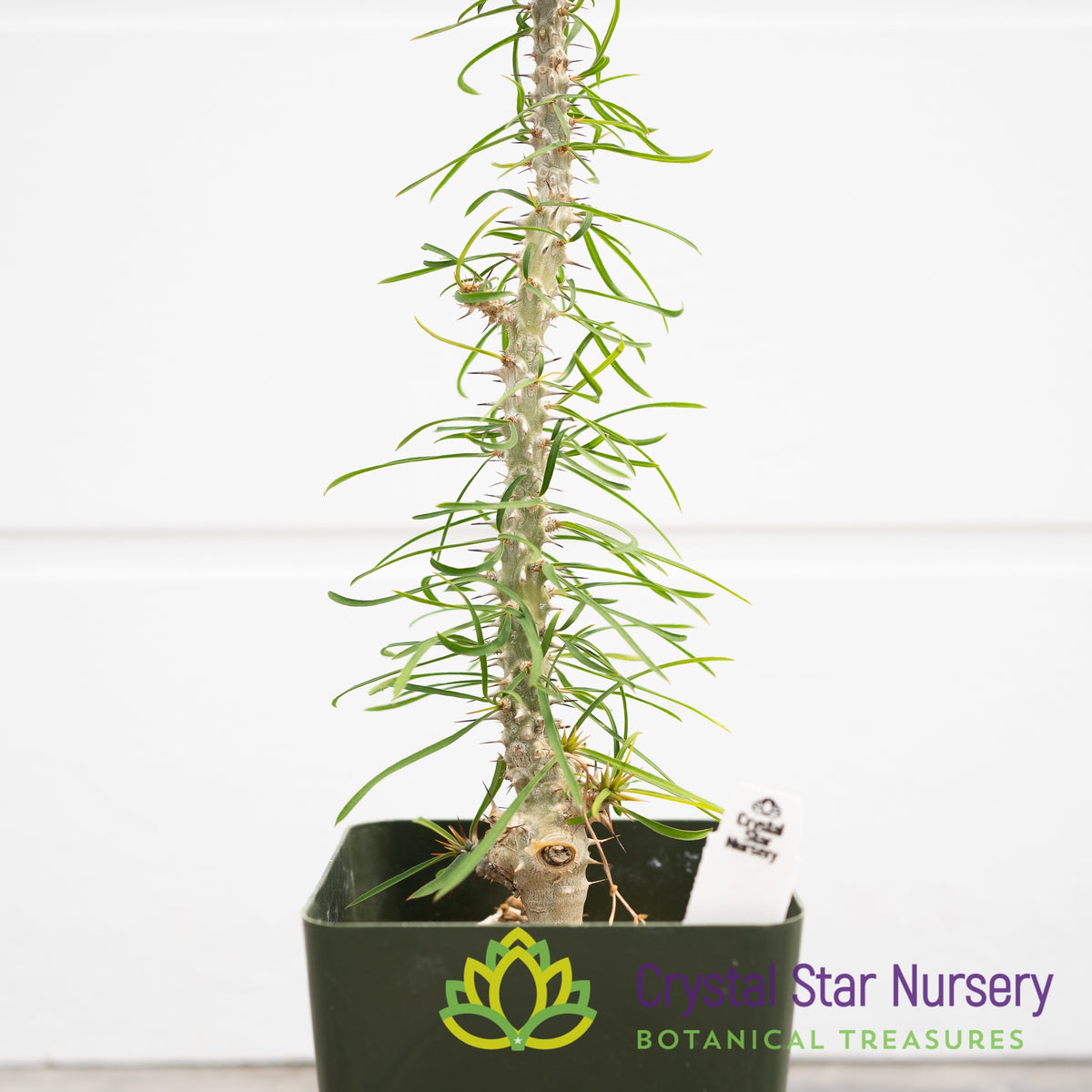Euphorbia Genoudiana