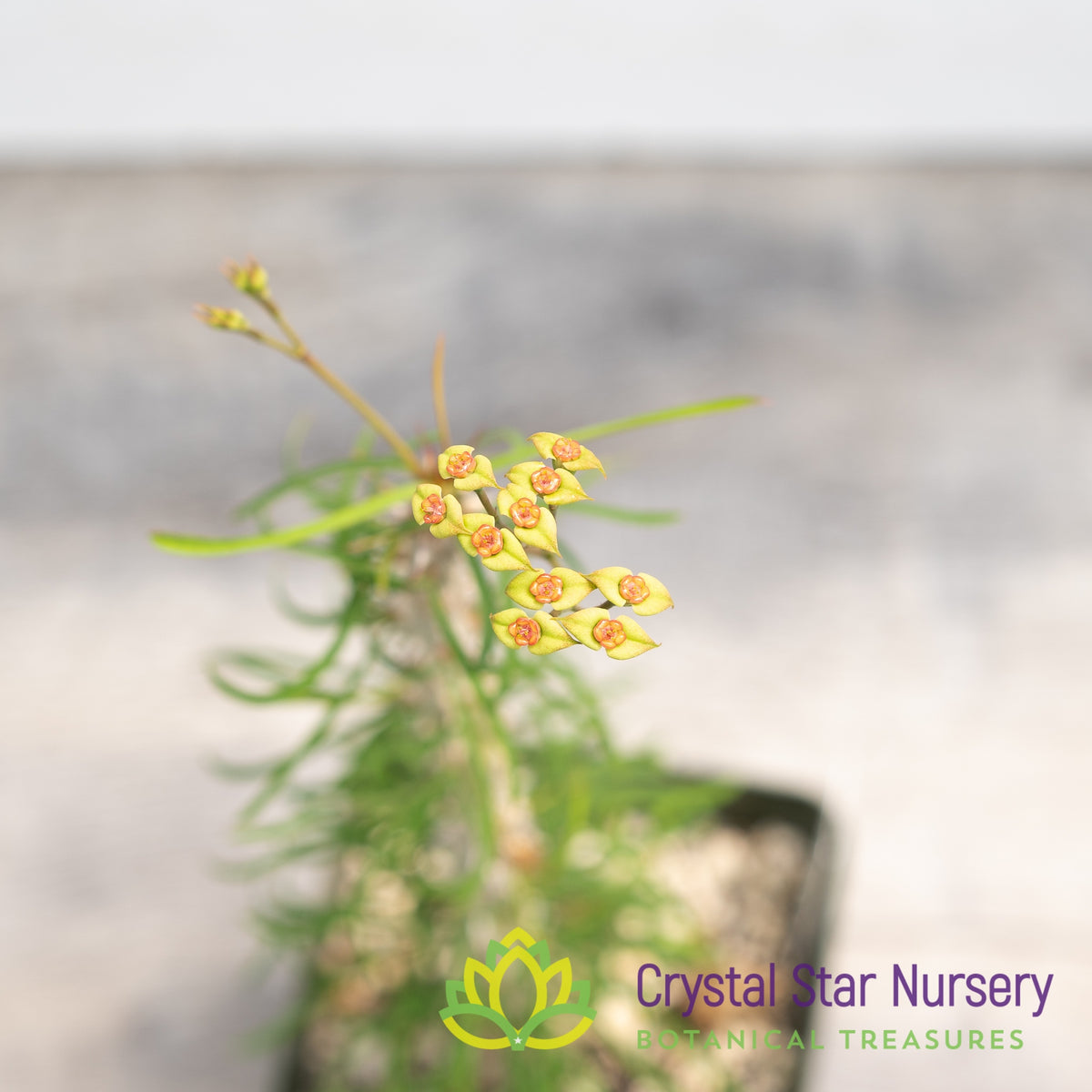 Euphorbia Genoudiana