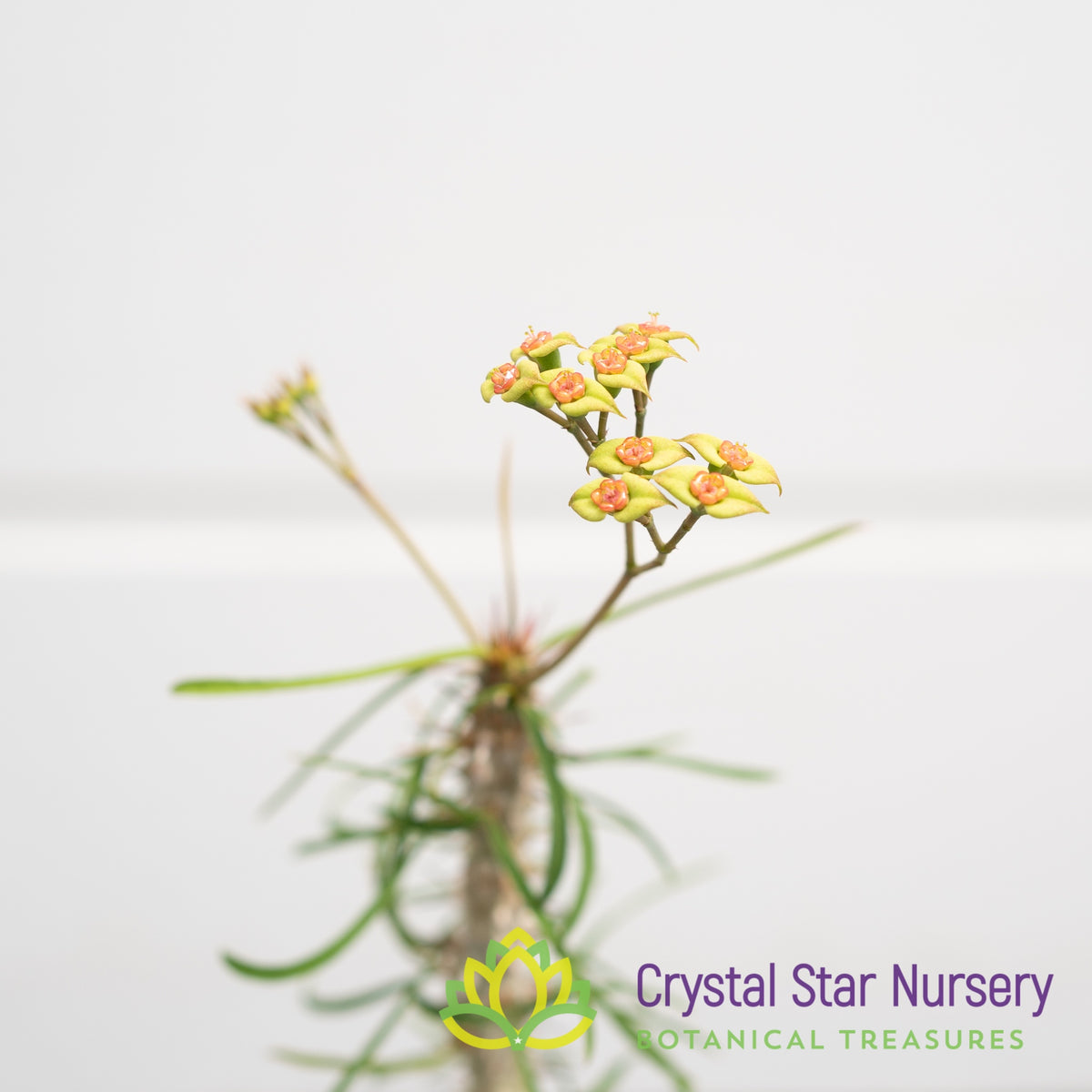 Euphorbia Genoudiana