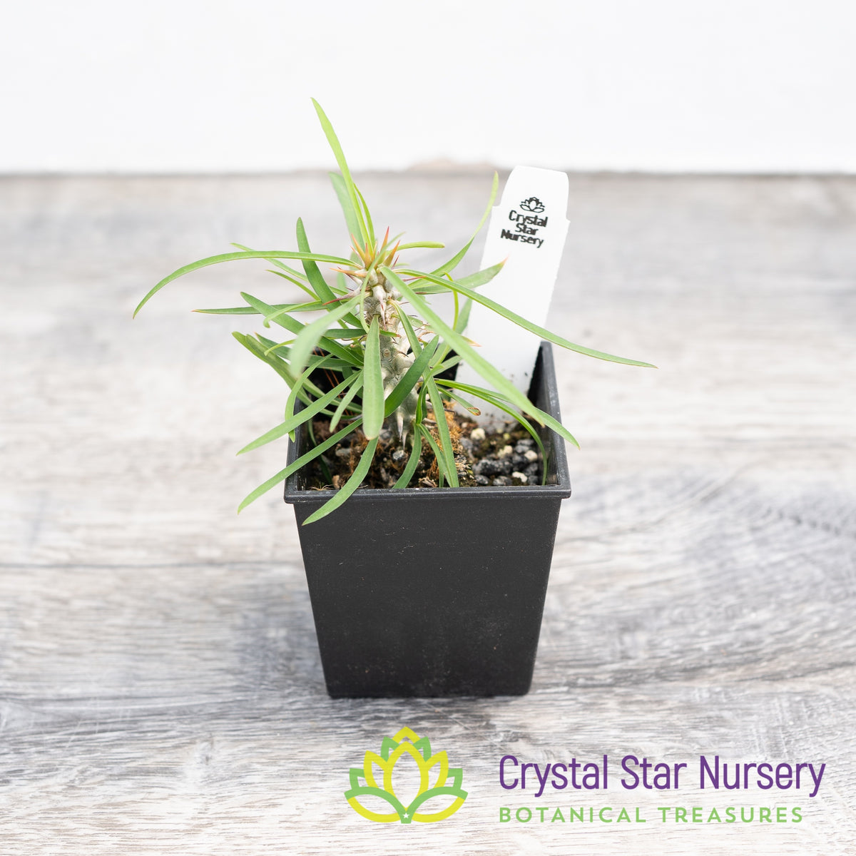 Euphorbia Genoudiana