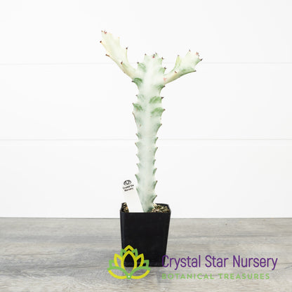 Euphorbia Lactea 'White Ghost'