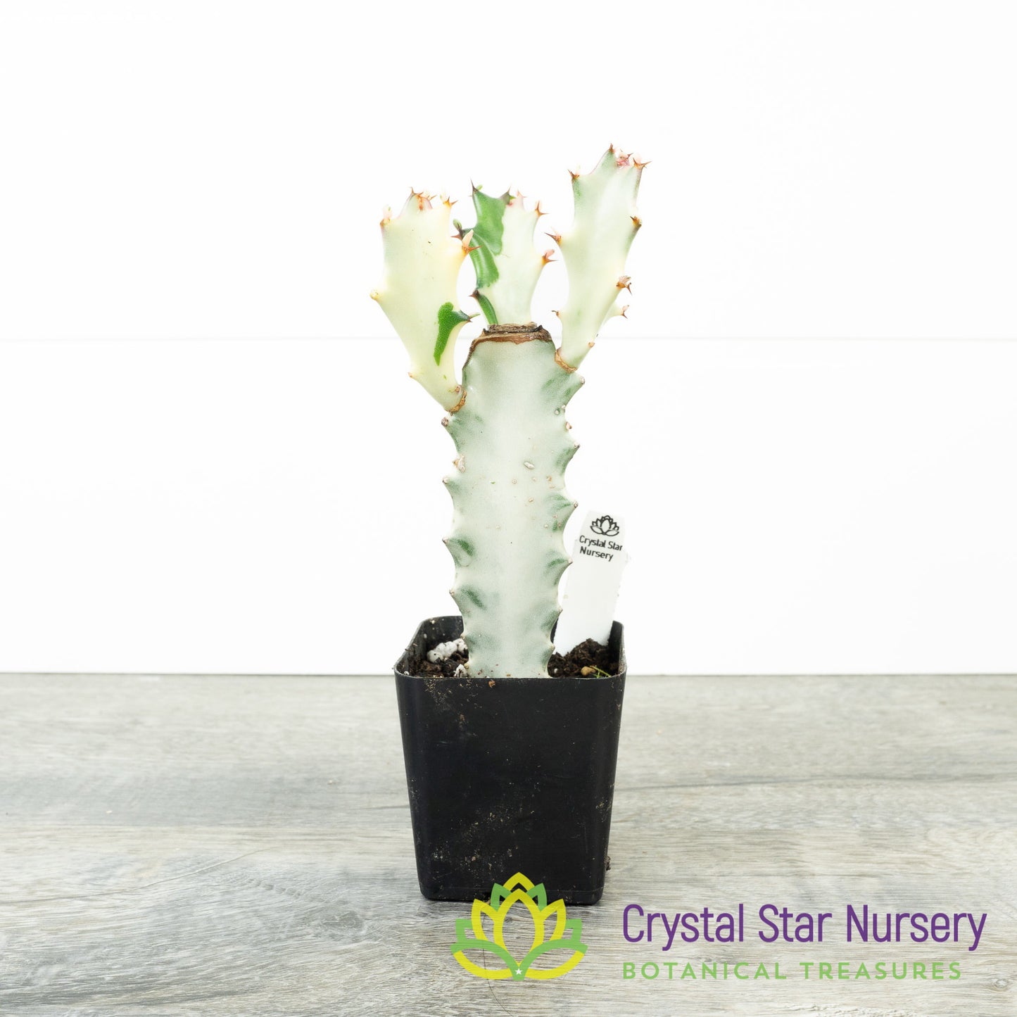 Euphorbia Lactea 'White Ghost'