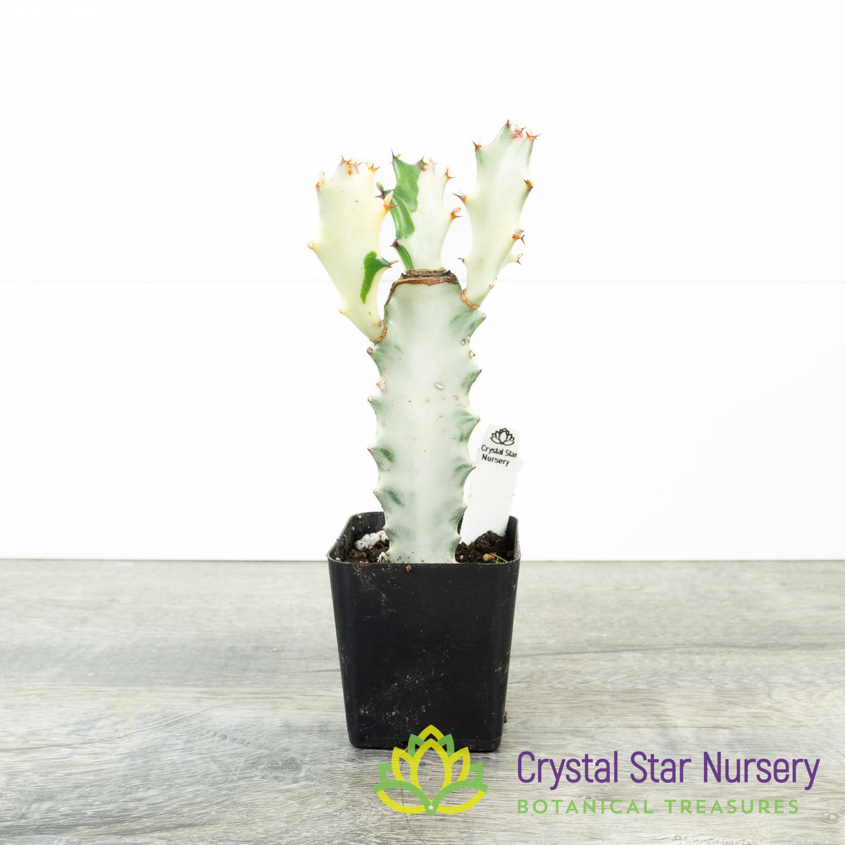 Euphorbia Lactea &#39;White Ghost&#39;