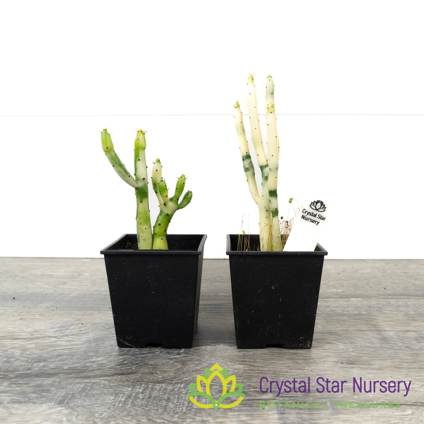 Euphorbia Leucodendron Variegated