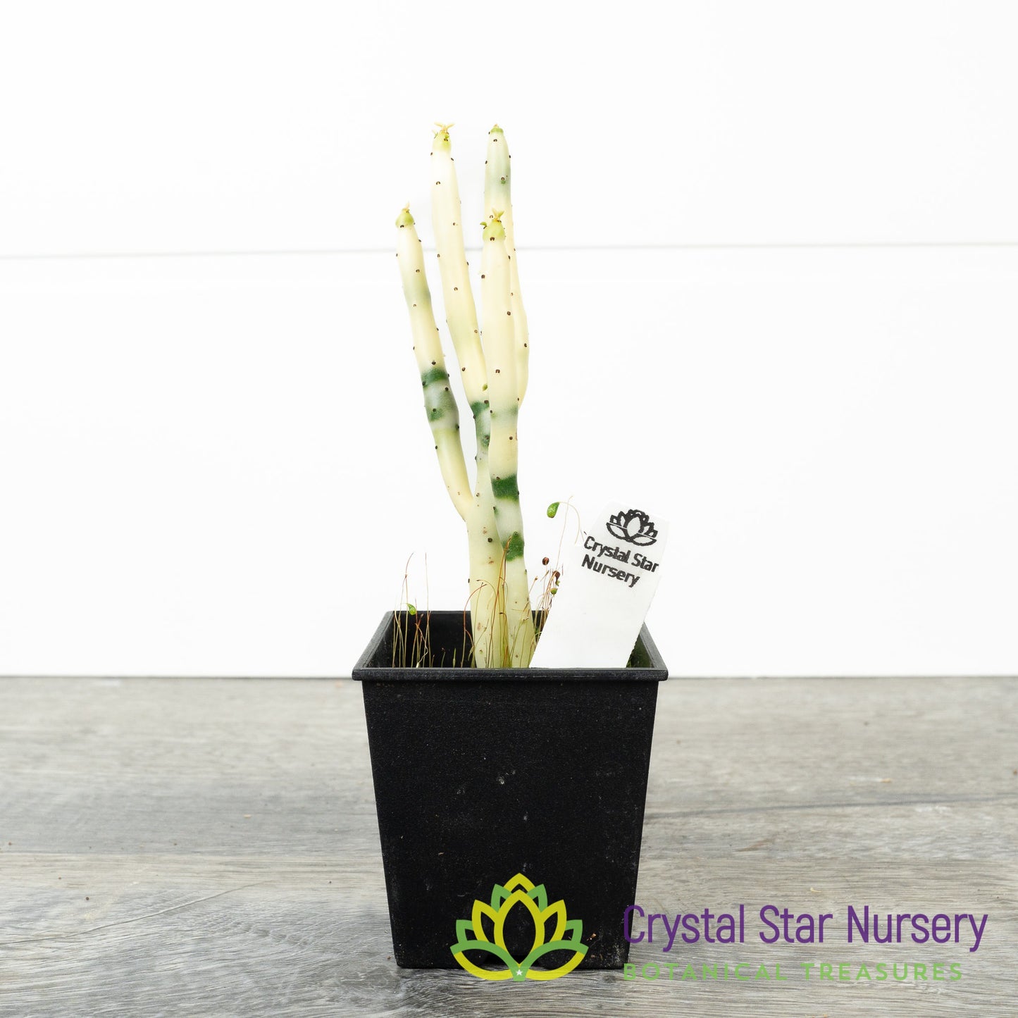 Euphorbia Leucodendron Variegated