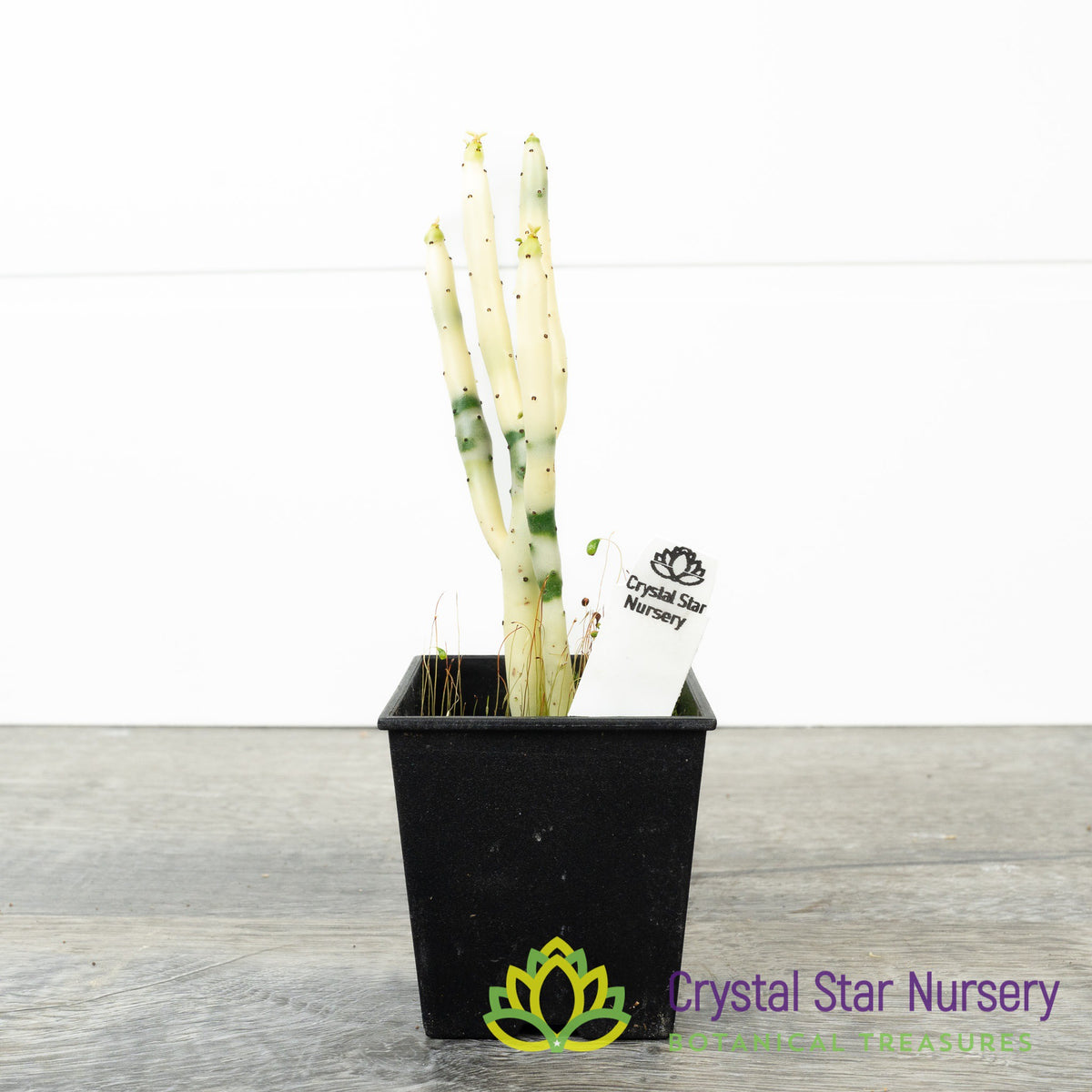 Euphorbia Leucodendron Variegated