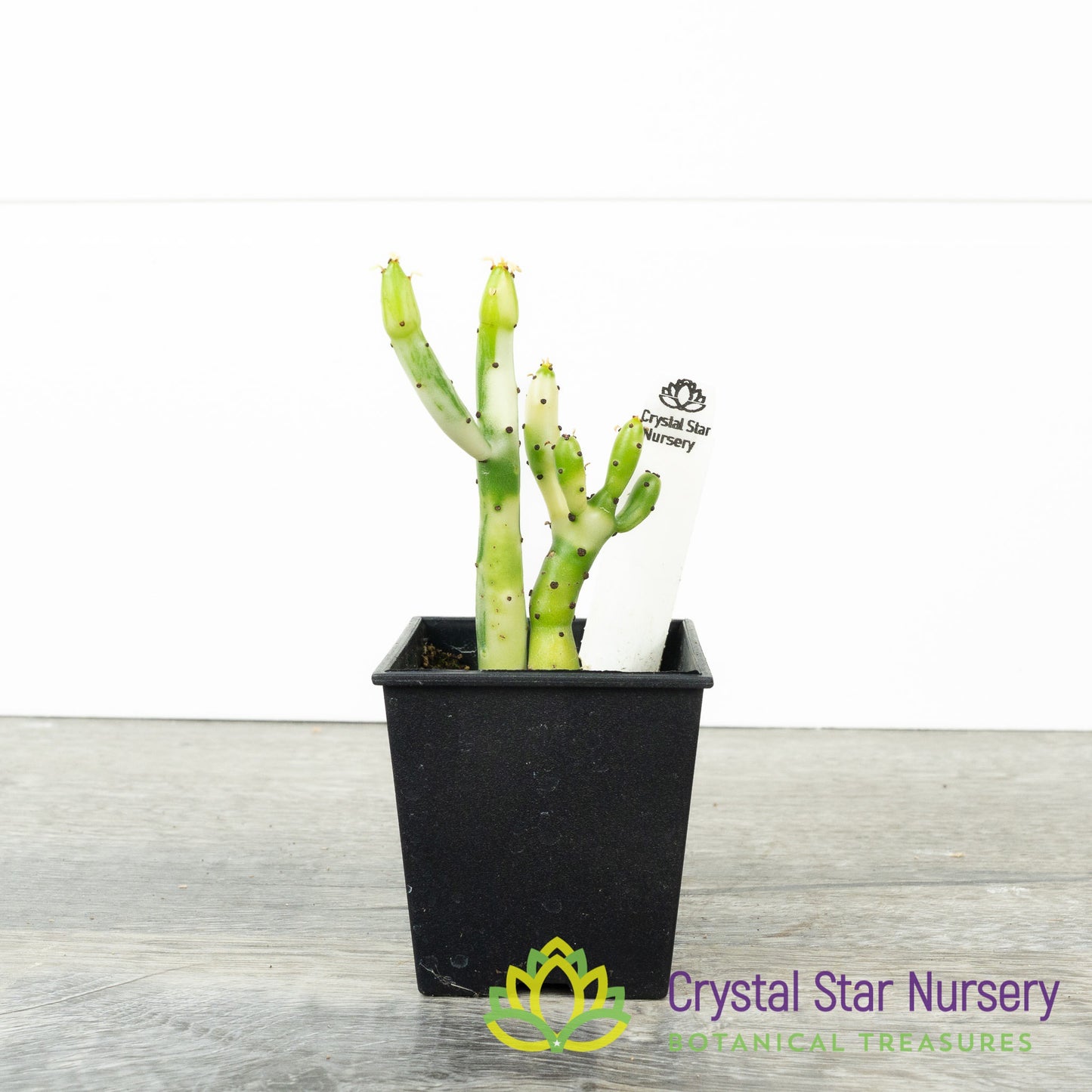 Euphorbia Leucodendron Variegated