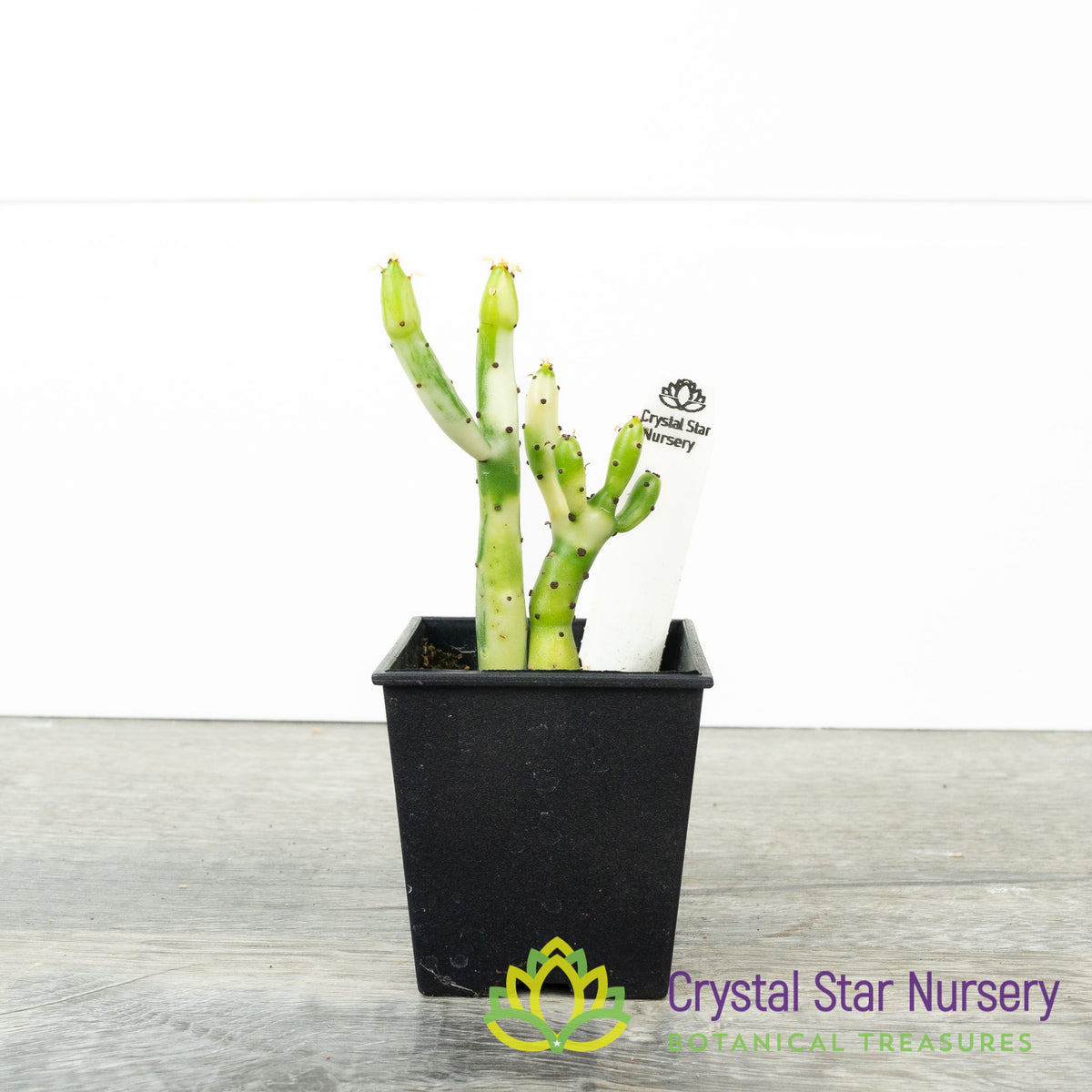 Euphorbia Leucodendron Variegated