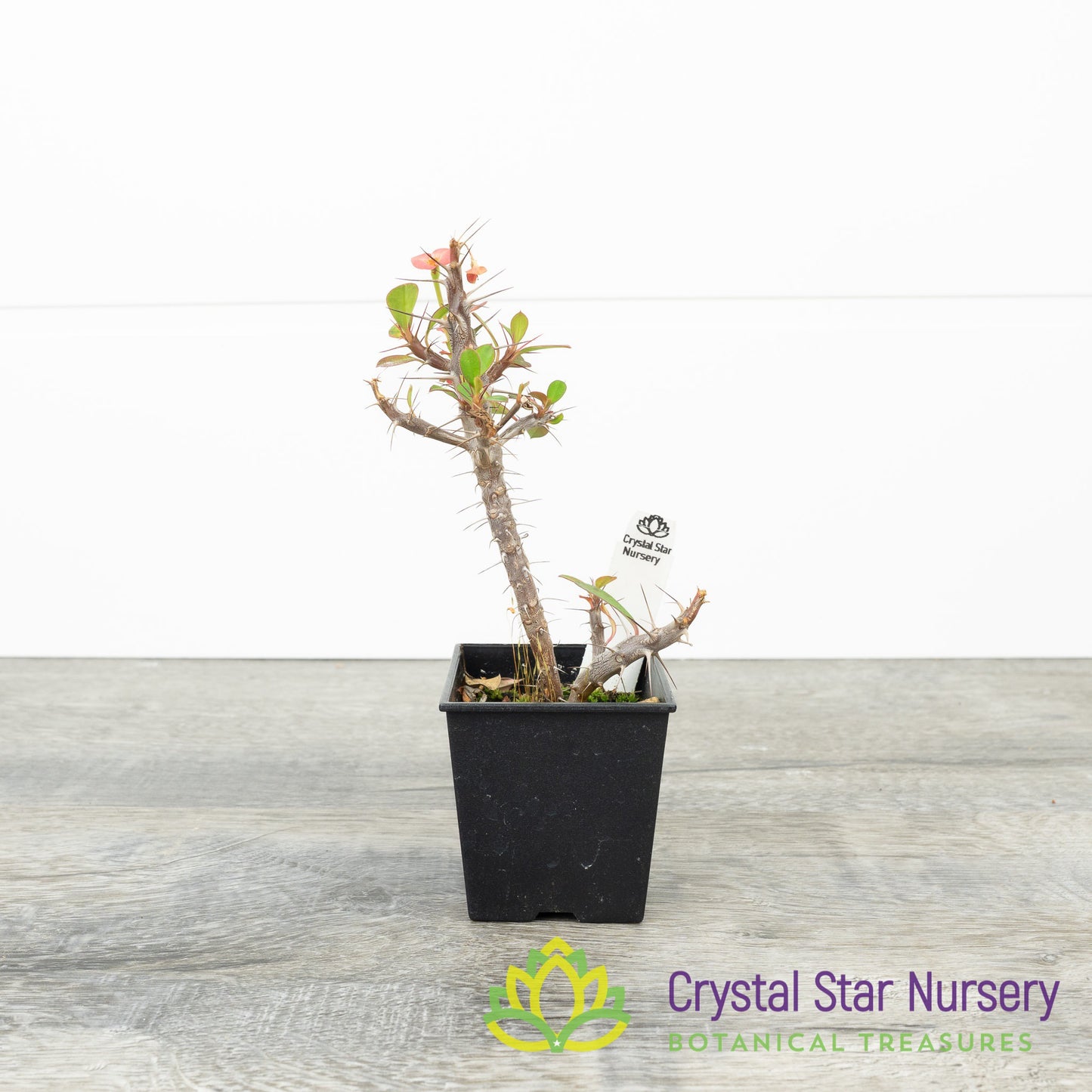 Euphorbia Milii Mini