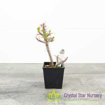 Euphorbia Milii Mini