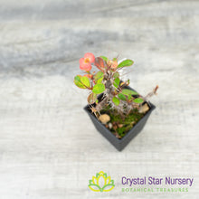 Euphorbia Milii Mini
