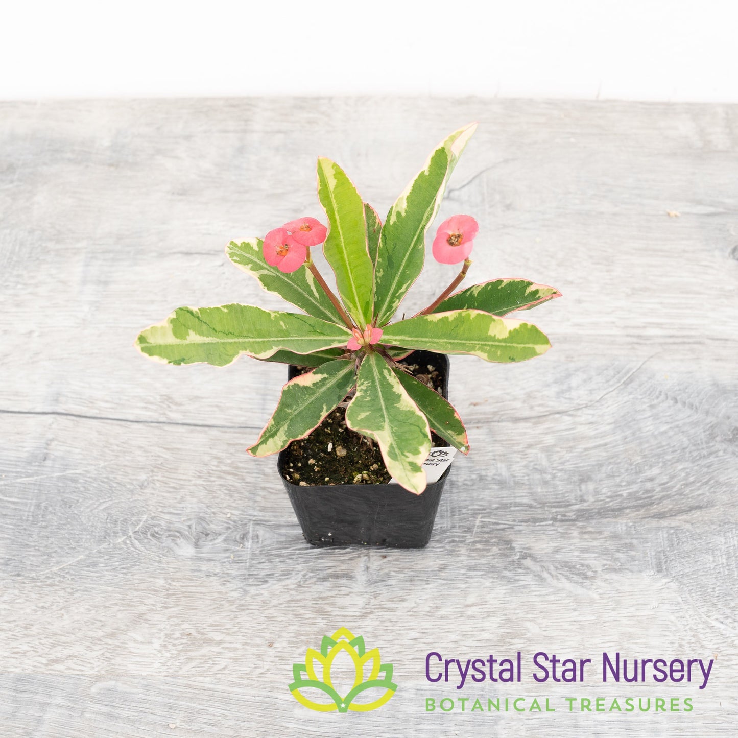 Euphorbia Milii Variegated (Hot Pink Flower) (EMV2)