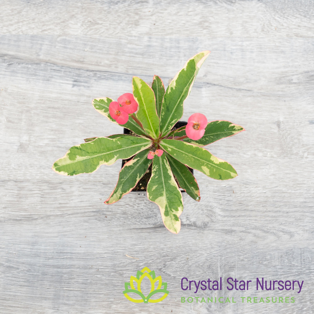 Euphorbia Milii Variegated (Hot Pink Flower) (EMV2)