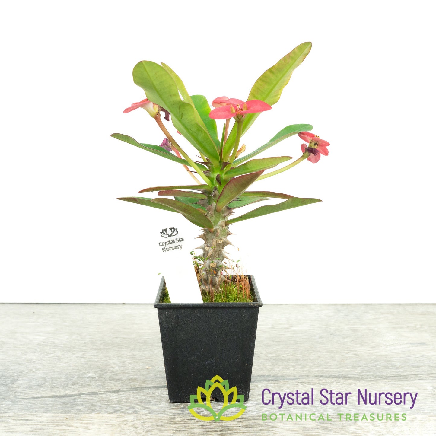 Euphorbia Milii (Hot Pink Flower) (EM1)