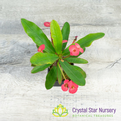 Euphorbia Milii (Hot Pink Flower) (EM1)