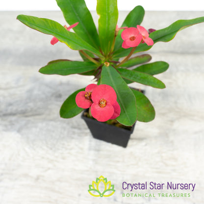 Euphorbia Milii (Hot Pink Flower) (EM1)