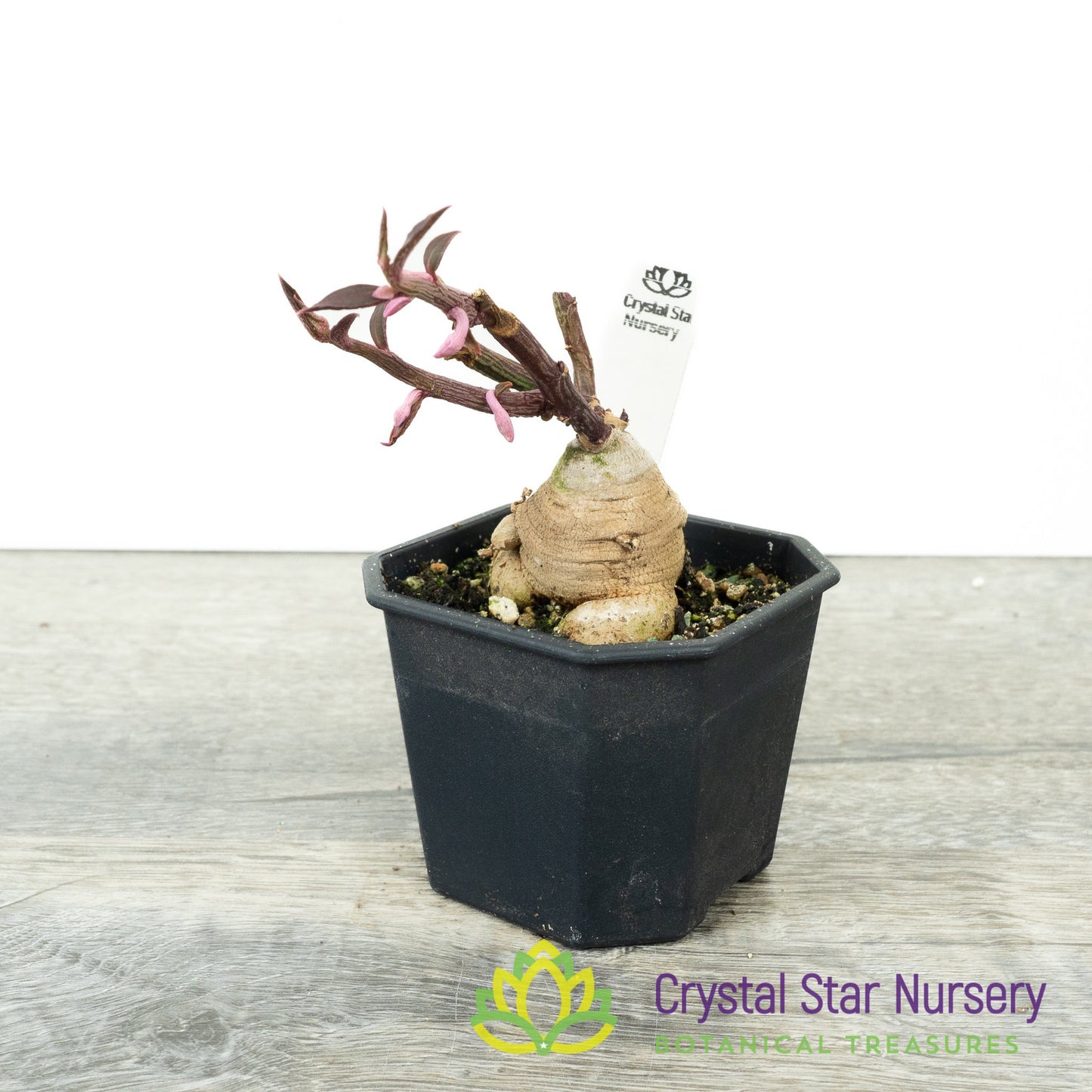Euphorbia neorubella