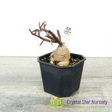 Euphorbia neorubella