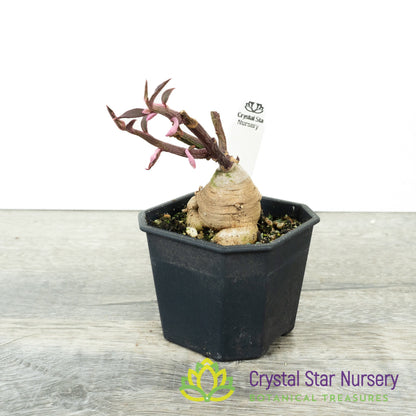 Euphorbia neorubella