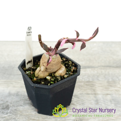 Euphorbia neorubella