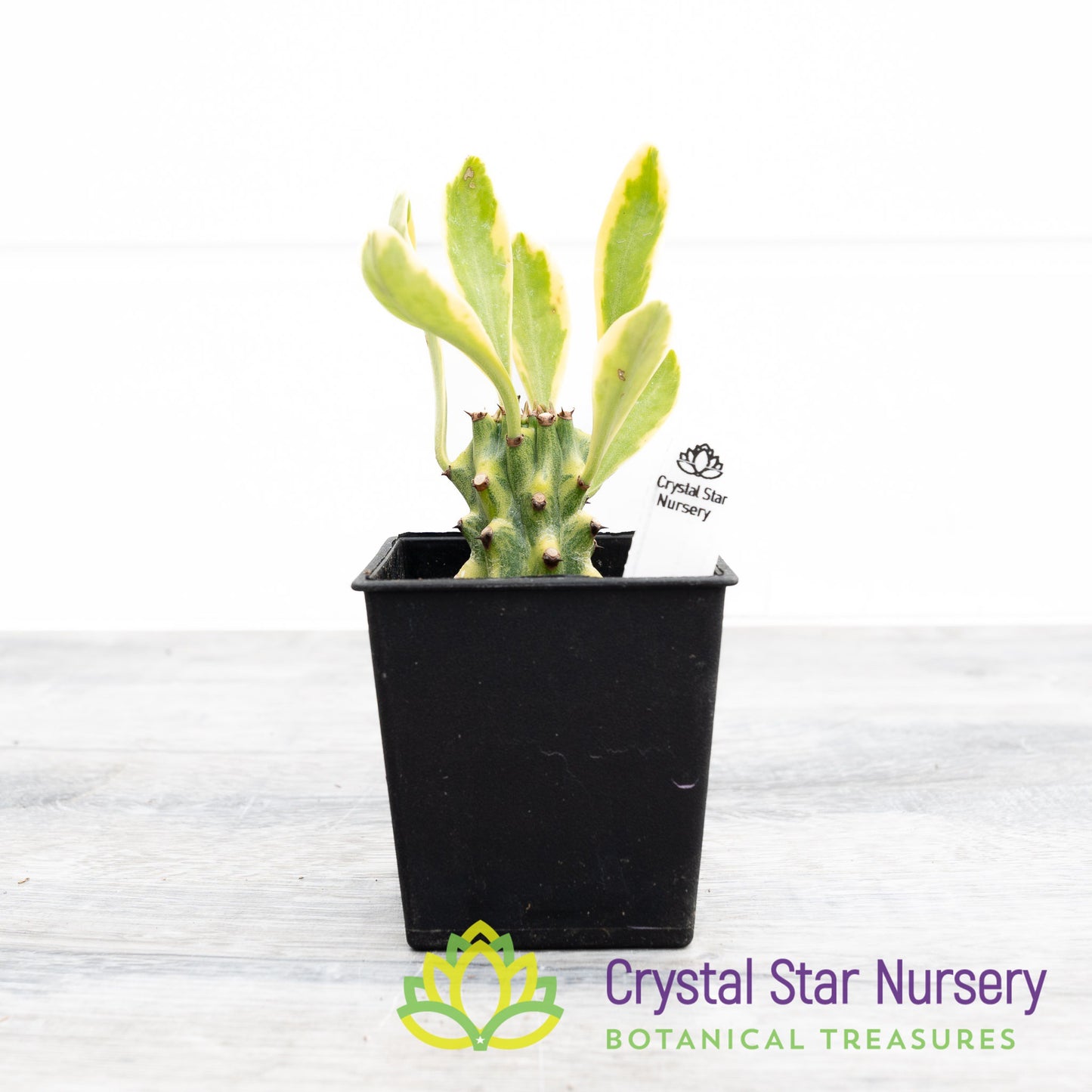 Euphorbia Neriifolia Variegated