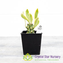 Euphorbia Neriifolia Variegated