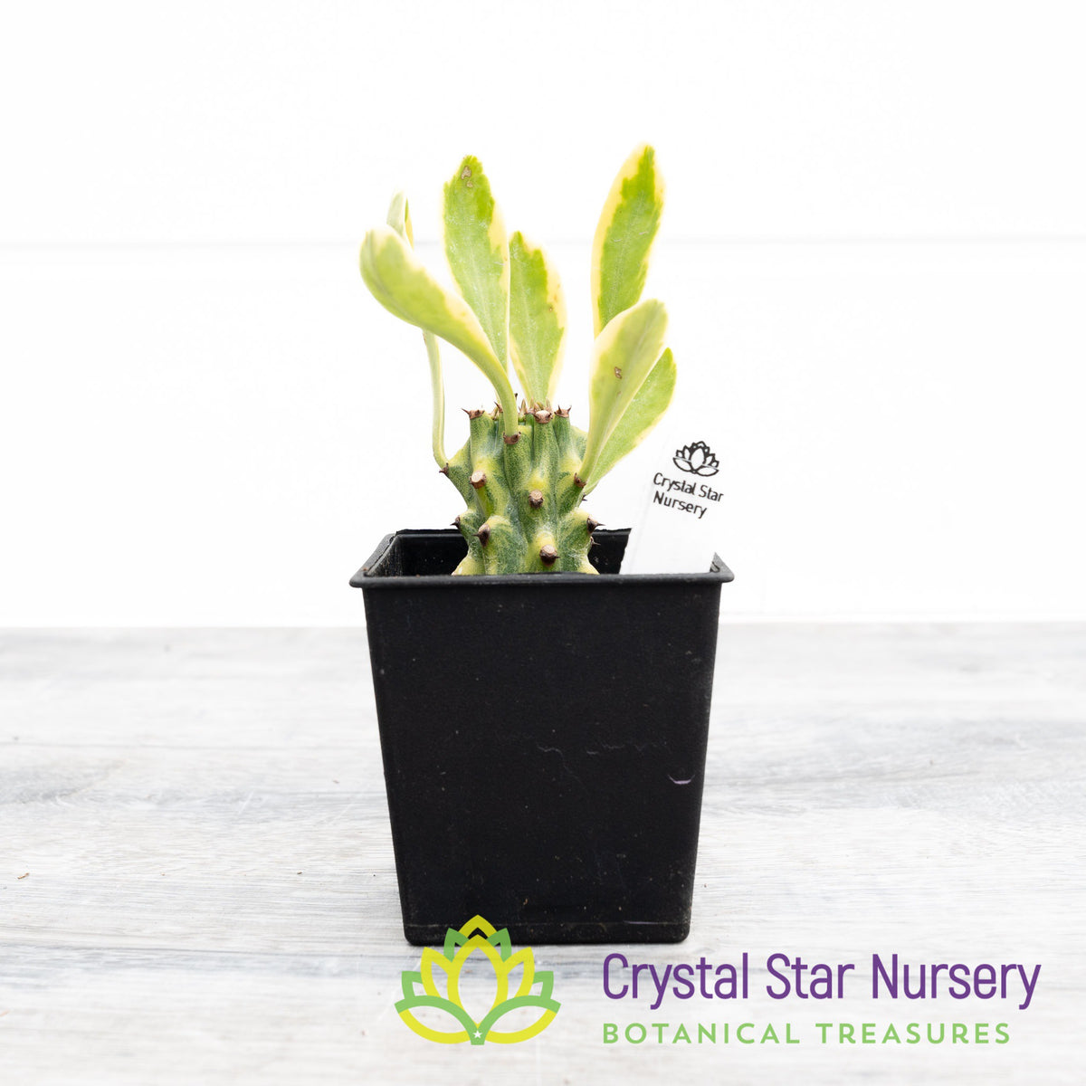 Euphorbia Neriifolia Variegated