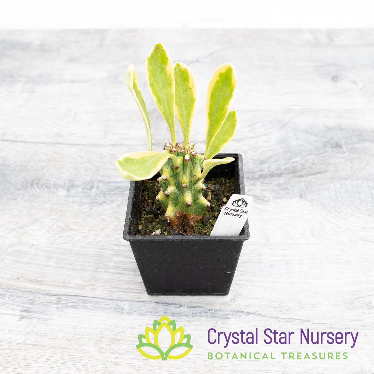 Euphorbia Neriifolia Variegated