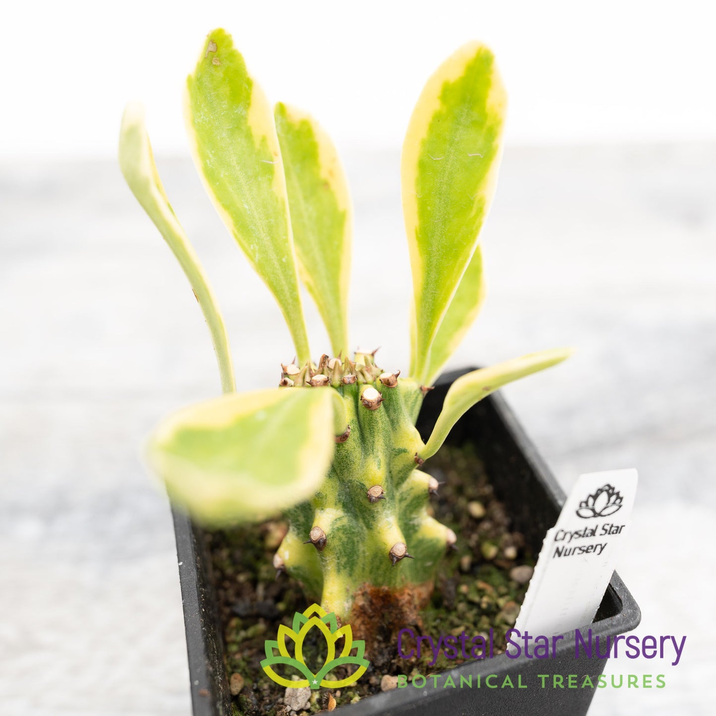 Euphorbia Neriifolia Variegated