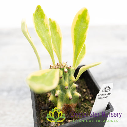 Euphorbia Neriifolia Variegated