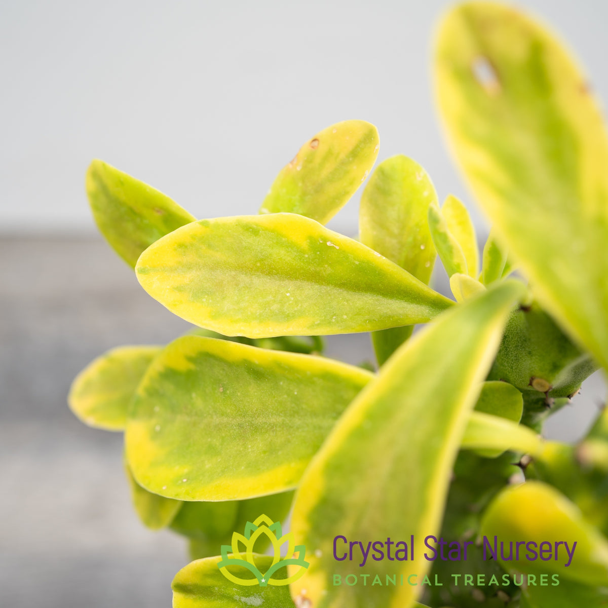 Euphorbia Neriifolia f Cristata Variegated