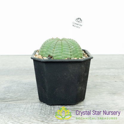 Euphorbia Obesa
