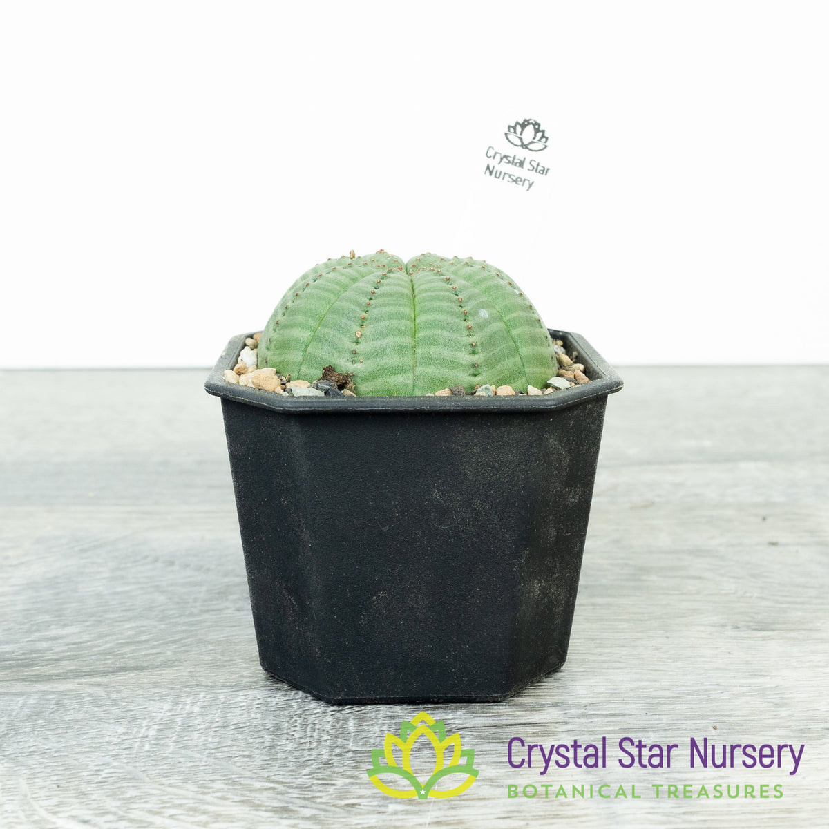 Euphorbia Obesa