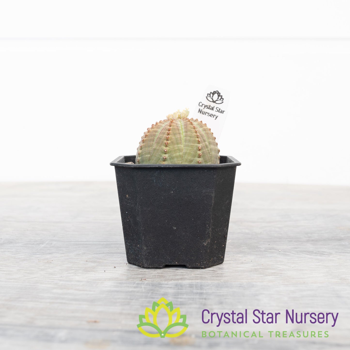 Euphorbia Obesa