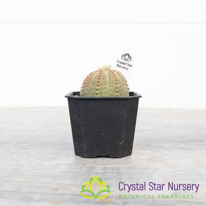 Euphorbia Obesa