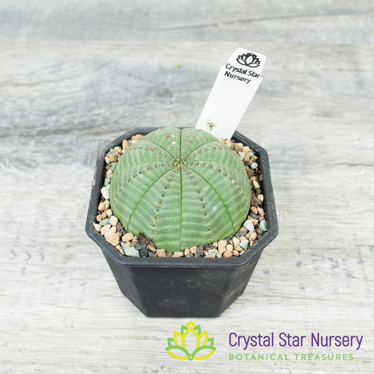 Euphorbia Obesa