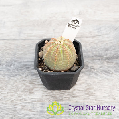 Euphorbia Obesa