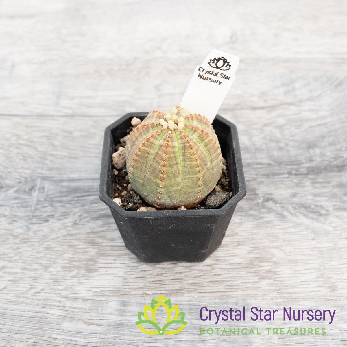 Euphorbia Obesa