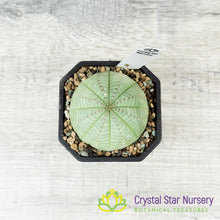 Euphorbia Obesa