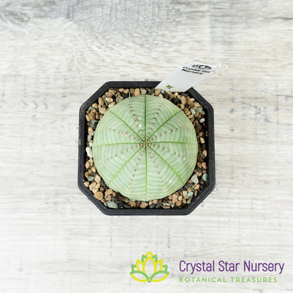 Euphorbia Obesa