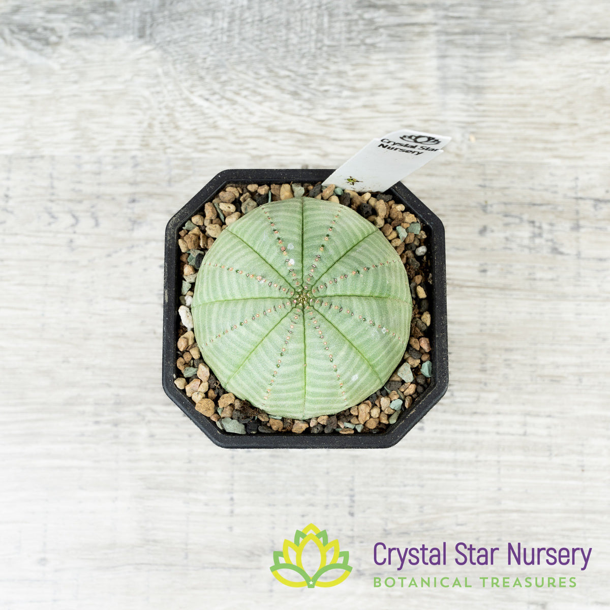 Euphorbia Obesa